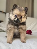 Lou Lou, a female Pomeranian for sale in Bronson, MI – Photo 2 of 10