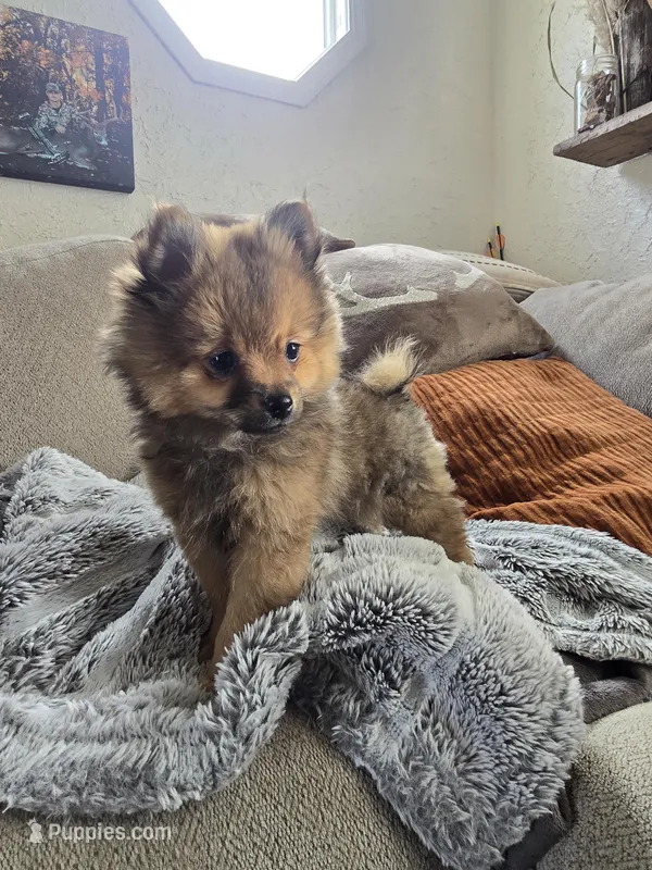 Lou Lou  – Pomeranian puppy for sale in Bronson, MI