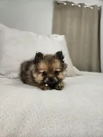 Lucy Lou , a female Pomeranian for sale in Bronson, MI – Photo 4 of 7