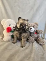 Lou Lou, a female Pomeranian for sale in Bronson, MI – Photo 9 of 10