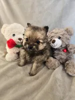 Lou Lou, a female Pomeranian for sale in Bronson, MI – Photo 8 of 10