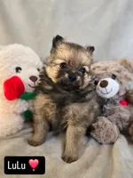 Lou Lou, a female Pomeranian for sale in Bronson, MI – Photo 5 of 10