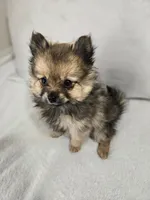 Lucy Lou , a female Pomeranian for sale in Bronson, MI – Photo 7 of 7