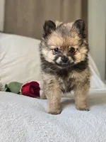 Lou Lou, a female Pomeranian for sale in Bronson, MI – Photo 3 of 10