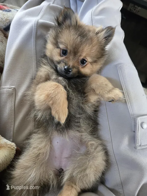 Lou Lou  – Pomeranian puppy for sale in Bronson, MI