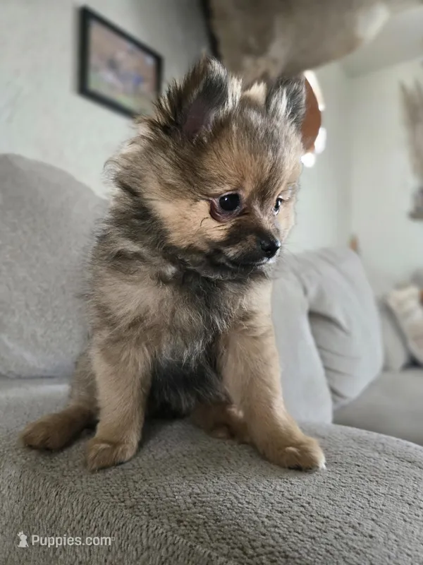 Lou Lou  – Pomeranian puppy for sale in Bronson, MI