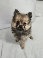 Lucy Lou , a female Pomeranian for sale in Bronson, MI – Photo 6 of 7