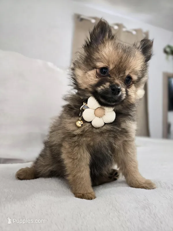 Lucy Lou , a female Pomeranian for sale in Bronson, MI – Photo 1 of 7