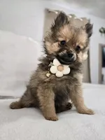 Lucy Lou , a female Pomeranian for sale in Bronson, MI – Photo 1 of 7