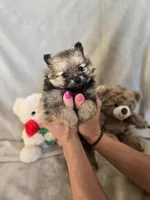 Lou Lou, a female Pomeranian for sale in Bronson, MI – Photo 4 of 10