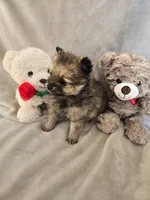 Lou Lou, a female Pomeranian for sale in Bronson, MI – Photo 10 of 10