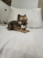 Lucy Lou , a female Pomeranian for sale in Bronson, MI – Photo 2 of 7