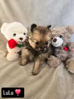 Lou Lou, a female Pomeranian for sale in Bronson, MI – Photo 6 of 10