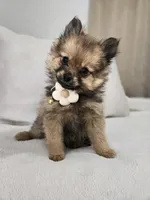 Lucy Lou , a female Pomeranian for sale in Bronson, MI – Photo 3 of 7