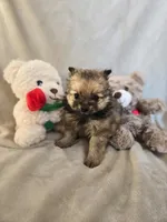 Lou Lou, a female Pomeranian for sale in Bronson, MI – Photo 7 of 10