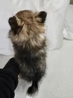 Lucy Lou , a female Pomeranian for sale in Bronson, MI – Photo 5 of 7