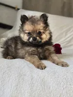 Lou Lou, a female Pomeranian for sale in Bronson, MI – Photo 1 of 10