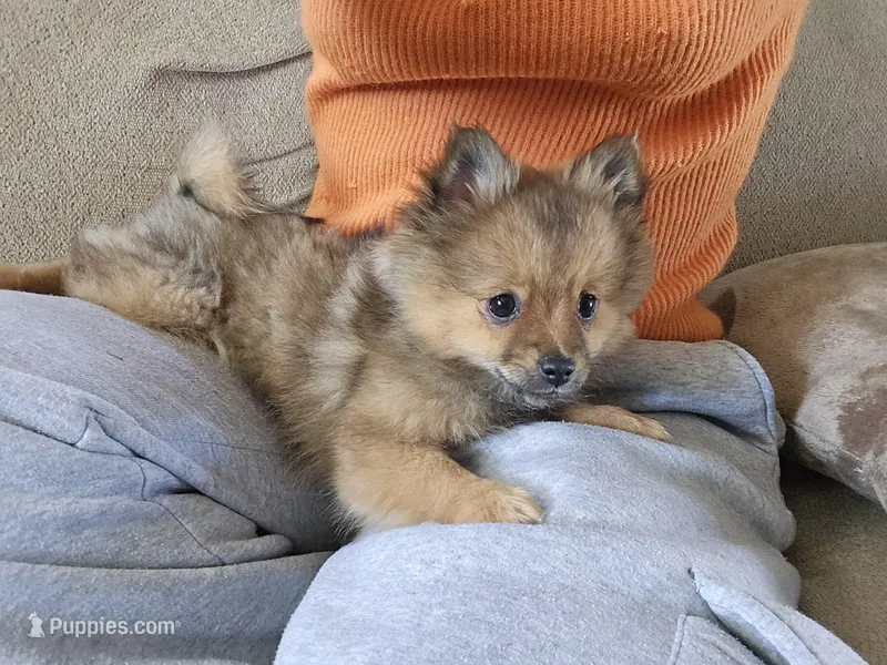 Lou Lou  – Pomeranian puppy for sale in Bronson, MI