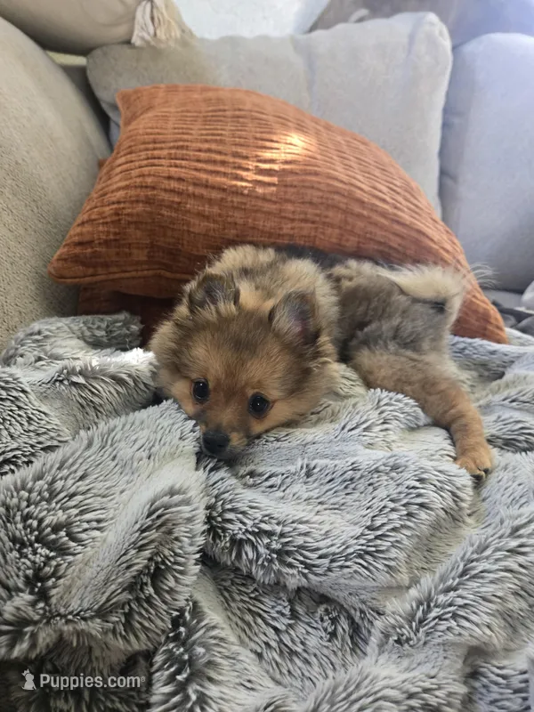 Lou Lou  – Pomeranian puppy for sale in Bronson, MI