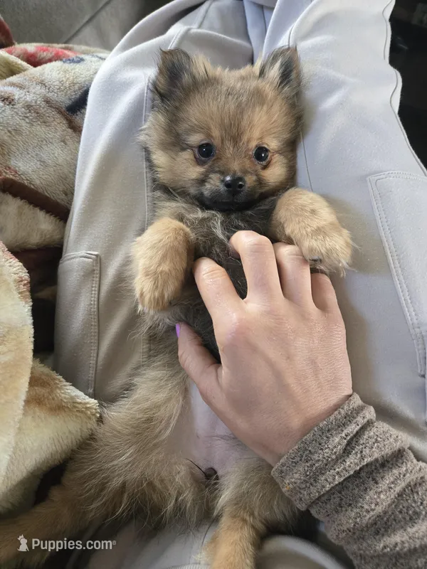 Lou Lou  – Pomeranian puppy for sale in Bronson, MI