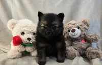 Sugar Bear, a female Pomeranian for sale in Bronson, MI – Photo 6 of 8