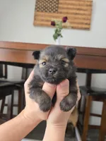 Sugar Bear, a female Pomeranian for sale in Bronson, MI – Photo 8 of 8