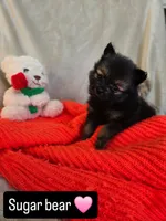 Sugar Bear, a female Pomeranian for sale in Bronson, MI – Photo 4 of 8