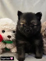 Sugar Bear, a female Pomeranian for sale in Bronson, MI – Photo 5 of 8