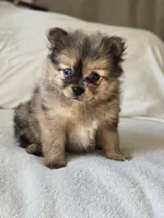 Haggard, a male Pomeranian for sale in Bronson, MI – Photo 3 of 9