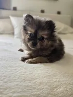 Haggard, a male Pomeranian for sale in Bronson, MI – Photo 2 of 9