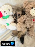 Haggard, a male Pomeranian for sale in Bronson, MI – Photo 6 of 9