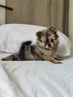 Haggard, a male Pomeranian for sale in Bronson, MI – Photo 1 of 9