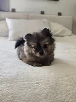 Haggard, a male Pomeranian for sale in Bronson, MI – Photo 4 of 9