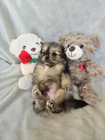 Haggard, a male Pomeranian for sale in Bronson, MI – Photo 8 of 9