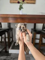 Haggard, a male Pomeranian for sale in Bronson, MI – Photo 9 of 9