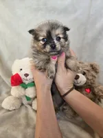 Haggard, a male Pomeranian for sale in Bronson, MI – Photo 5 of 9