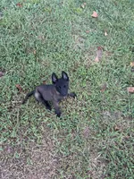 Gray collar, a male Belgian Malinois for sale in Gold Hill, NC – 5 of 5