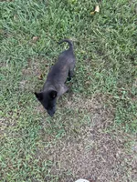 Gray collar, a male Belgian Malinois for sale in Gold Hill, NC – 2 of 5