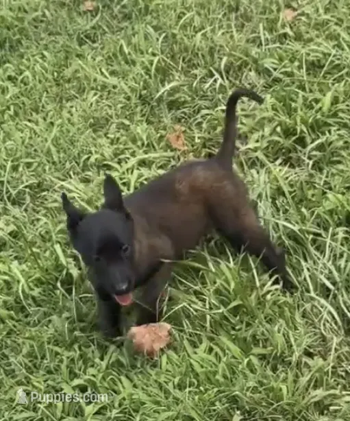 Red collar – Belgian Malinois puppy for sale in Gold Hill, NC