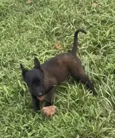 Red collar, a male Belgian Malinois for sale in Gold Hill, NC – 1 of 3
