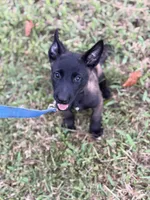Black collar, a male Belgian Malinois for sale in Gold Hill, NC – 2 of 2