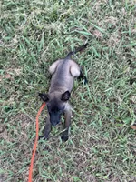 Black collar , a female Belgian Malinois for sale in Gold Hill, NC – 3 of 3