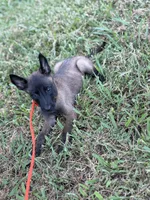 Black collar , a female Belgian Malinois for sale in Gold Hill, NC – 2 of 3