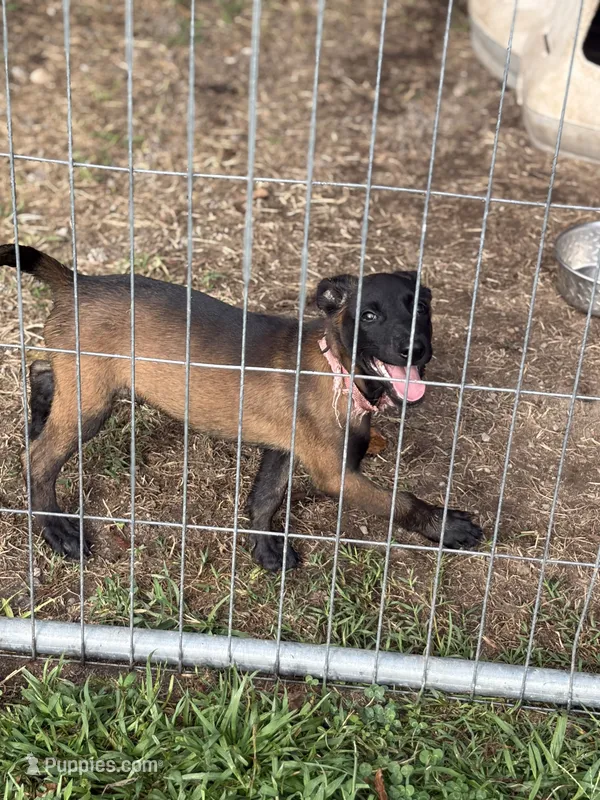 Pink collar – Belgian Malinois puppy for sale in Gold Hill, NC