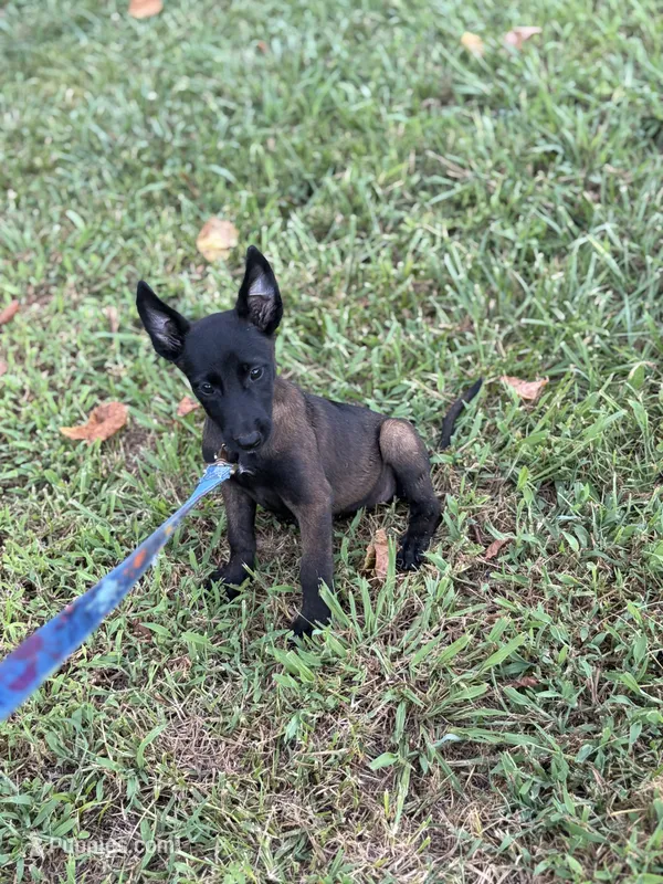 Red collar  – Belgian Malinois puppy for sale in Gold Hill, NC