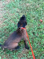 Pink collar, a male Belgian Malinois for sale in Gold Hill, NC – 2 of 2