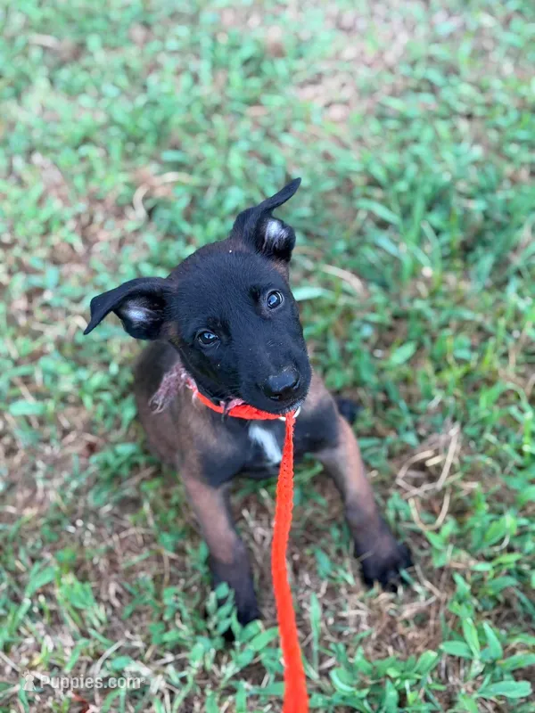 Pink collar – Belgian Malinois puppy for sale in Gold Hill, NC