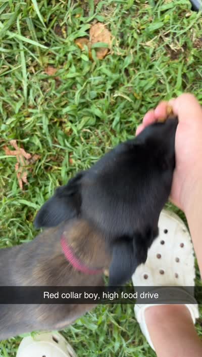 Red collar, a male Belgian Malinois for sale in Gold Hill, NC – 3 of 3