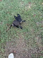 Gray collar, a male Belgian Malinois for sale in Gold Hill, NC – 3 of 5