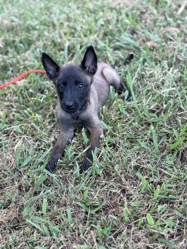 Black collar  – Belgian Malinois puppy for sale in Gold Hill, NC